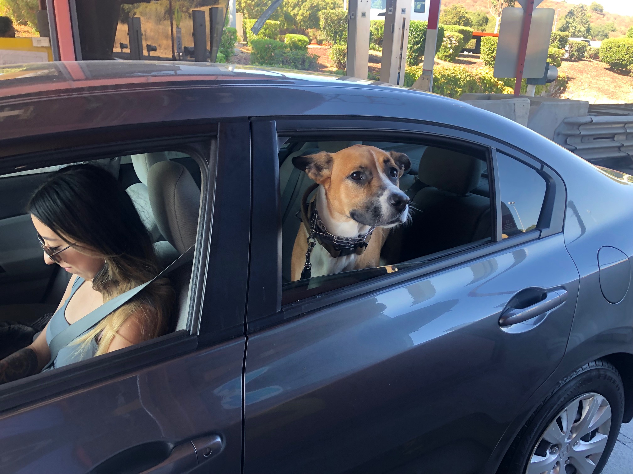 Car Detailing for Pet Owners