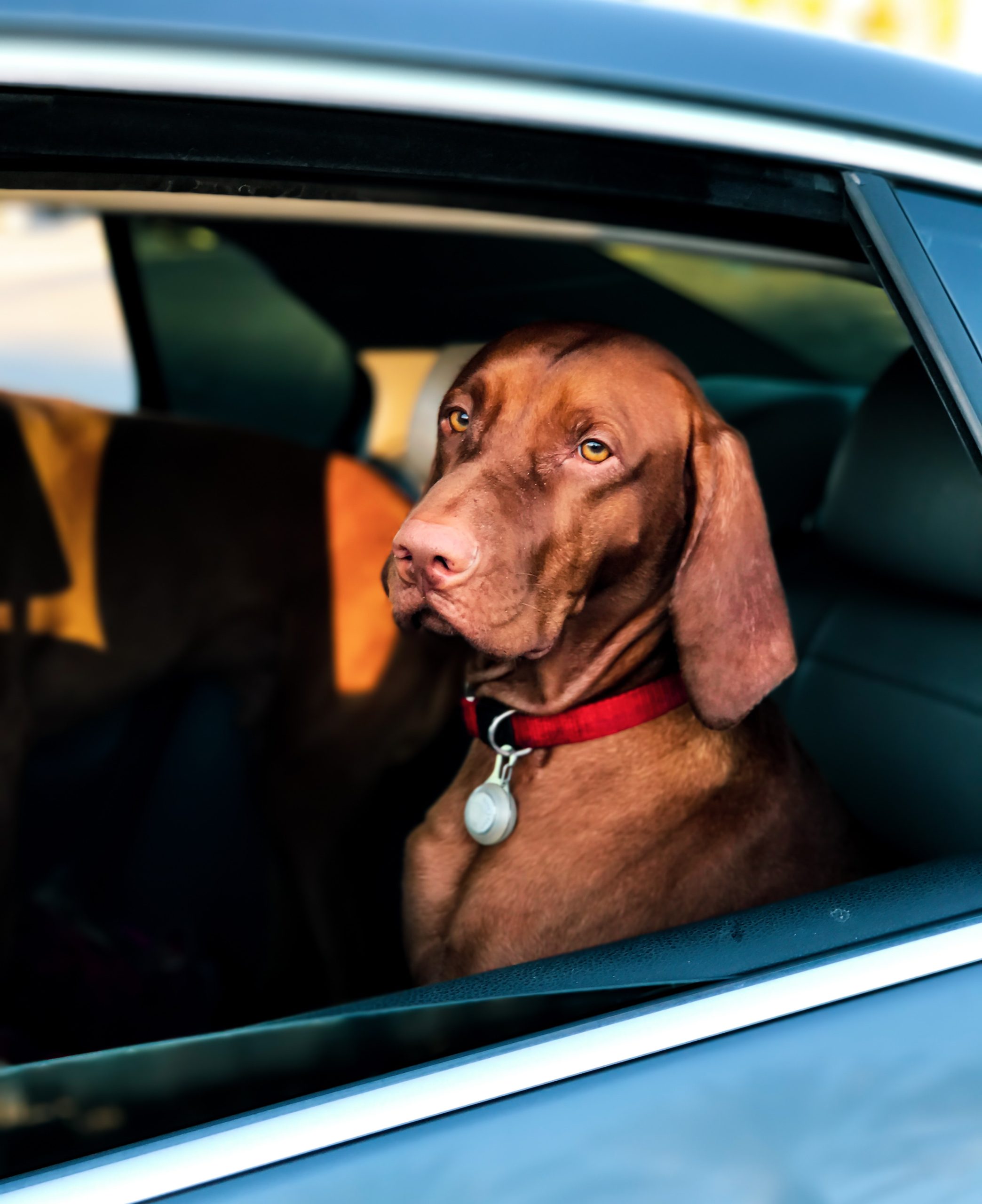 Car Detailing for Pet Owners: Removing Fur and Odors